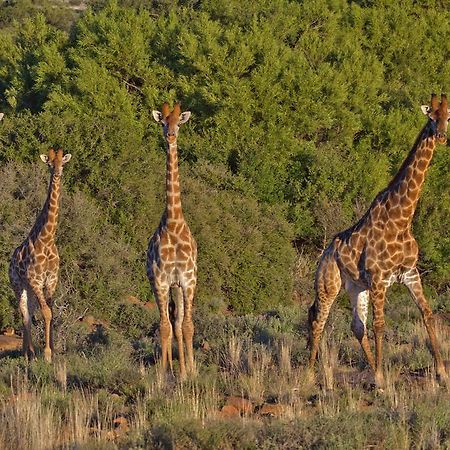 Ko Ka Tsara Bush Camp Villa Beaufort West Exteriör bild