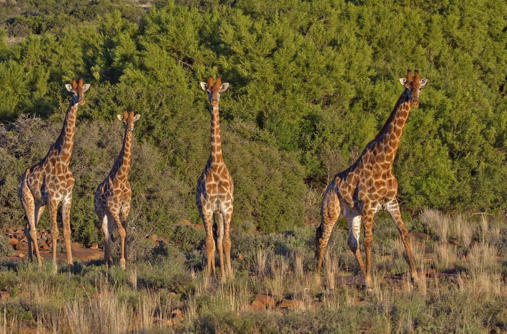 Ko Ka Tsara Bush Camp Villa Beaufort West Exteriör bild